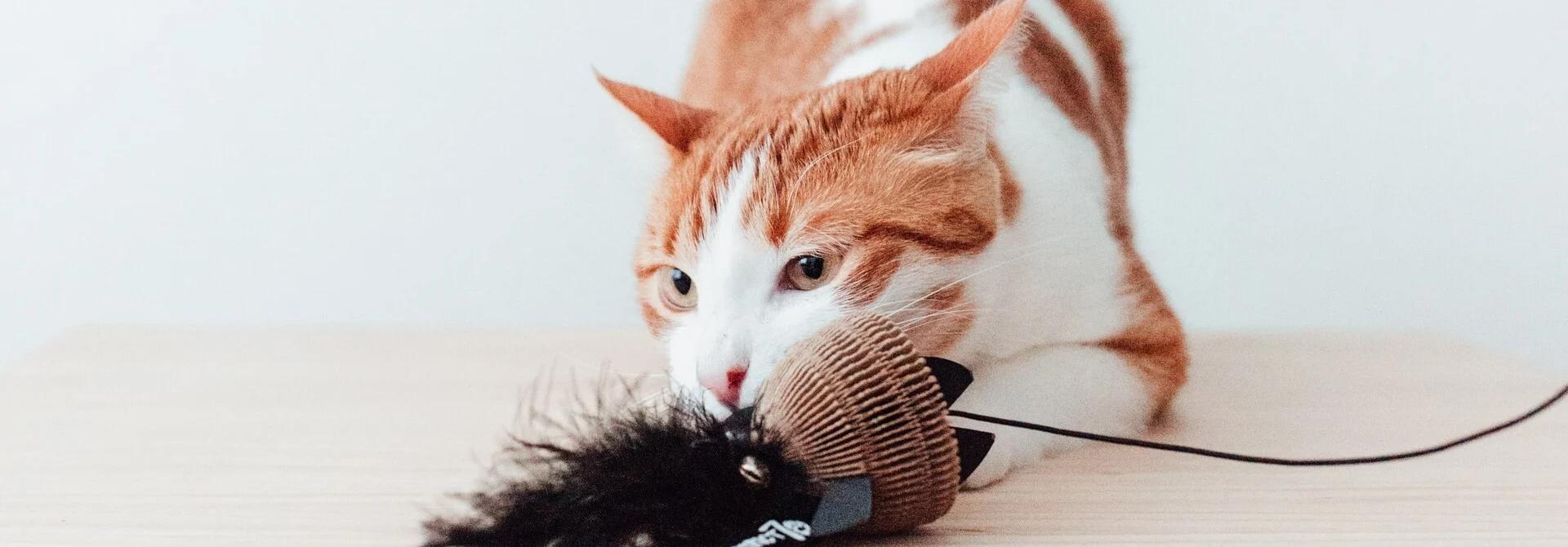 Kattenvoer Verkoopwinkel -Kattenvoer Verkoopwinkel kattenspeelgoed